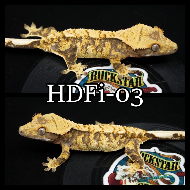 Extreme Tri Color Crested Gecko by Rockstar Geckos MorphMarket