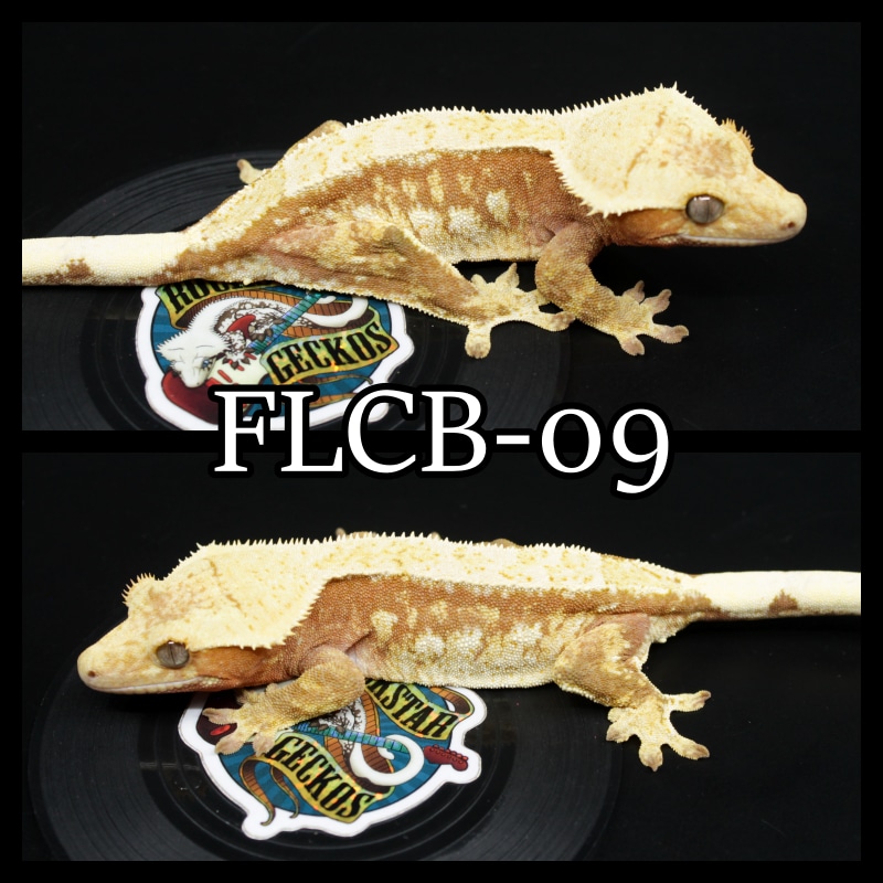 Drippy Red Female Crested Gecko by Rockstar Geckos MorphMarket