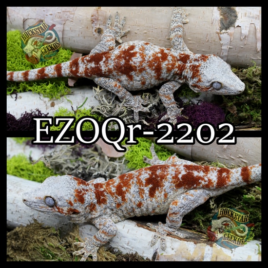 Red Super Blotch Gargoyle Gecko by Rockstar Geckos