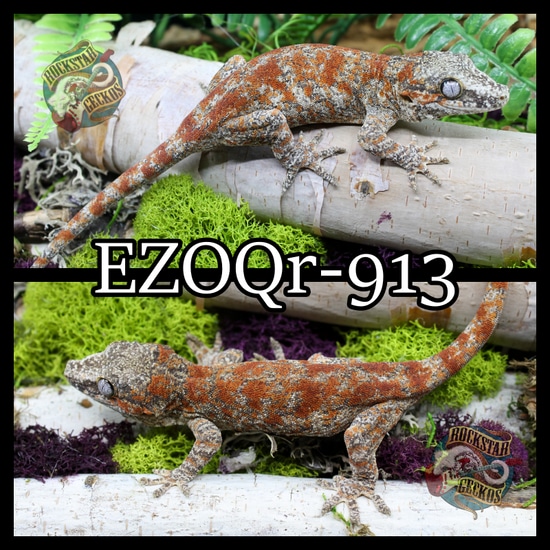 Red Super Blotch Gargoyle Gecko by Rockstar Geckos