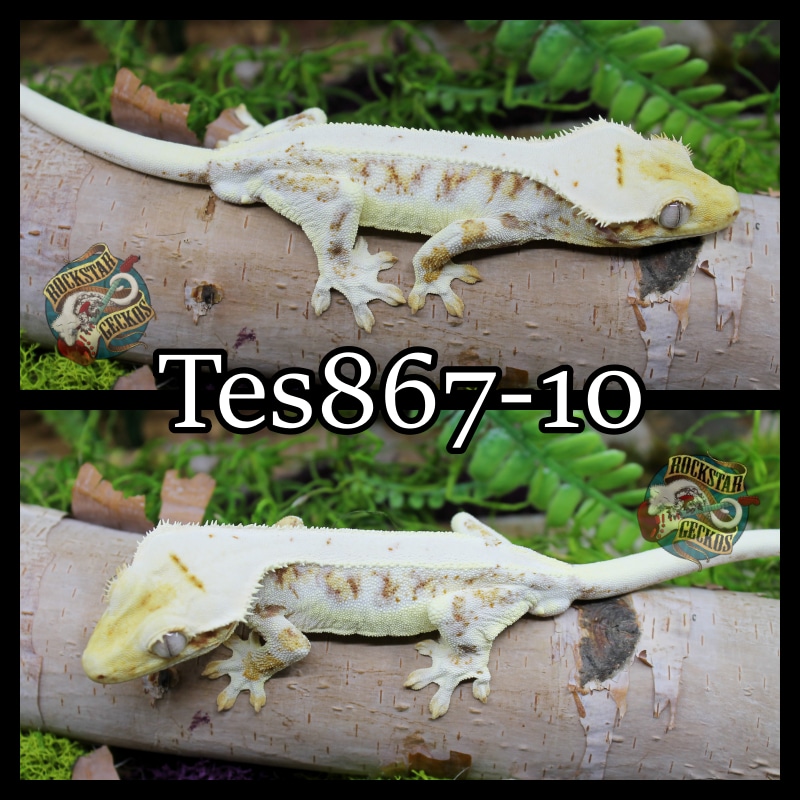 Red Lilly White Crested Gecko by Rockstar Geckos MorphMarket