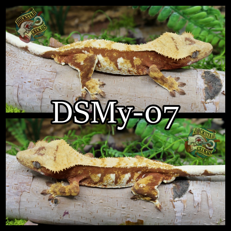 Red Harley Crested Gecko by Rockstar Geckos MorphMarket