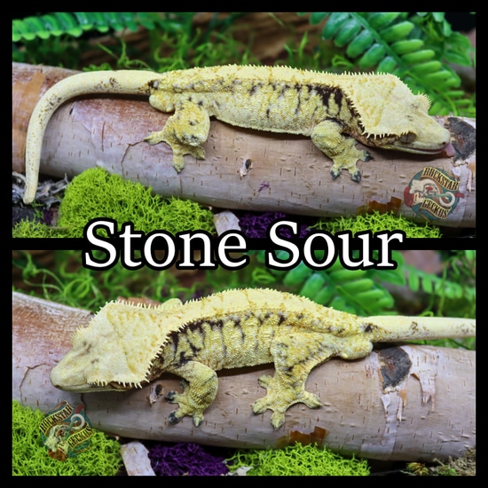 Extreme Crested Gecko by Rockstar Geckos