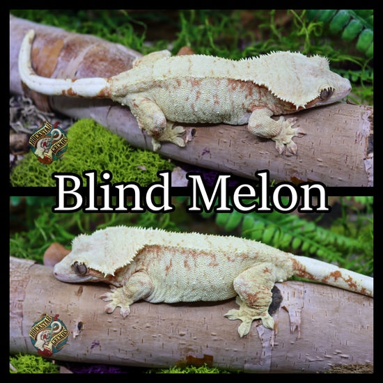 Extreme Pink Crested Gecko by Rockstar Geckos