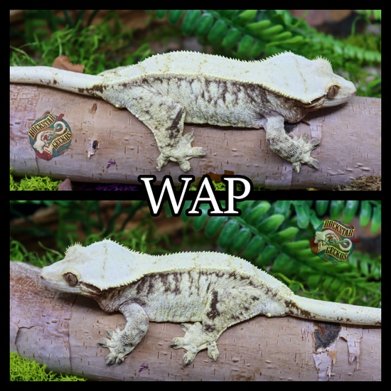 Drippy Extreme Crested Gecko by Rockstar Geckos