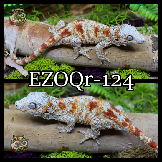Red Blotch Gargoyle Gecko by Rockstar Geckos
