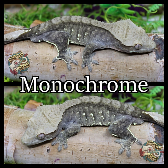 Monochrome Crested Gecko by Rockstar Geckos