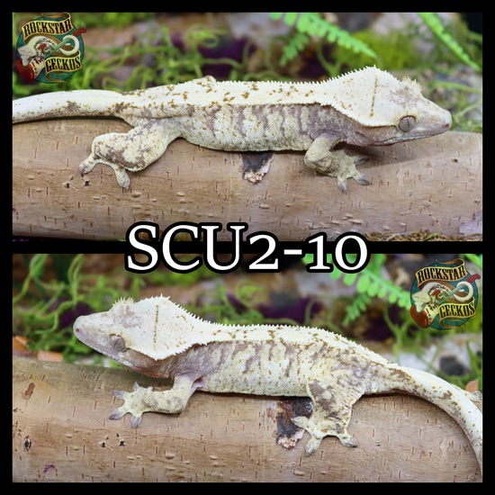 Beautiful Extreme Crested Gecko by Rockstar Geckos