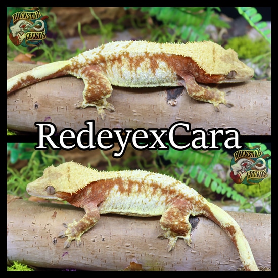 Beautiful Red Extreme Crested Gecko by Rockstar Geckos