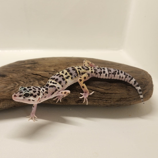 Mack Snow Leopard Gecko by Sushi Roll Reptiles