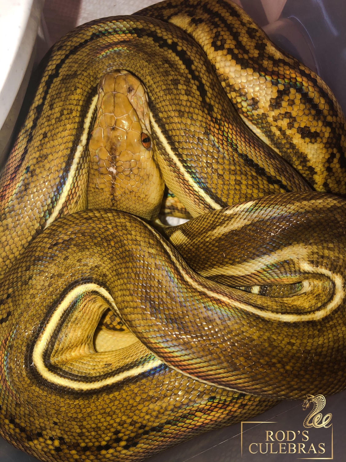 Super SunFire Phantom Tiger Reticulated Python by Rod's Culebras ...
