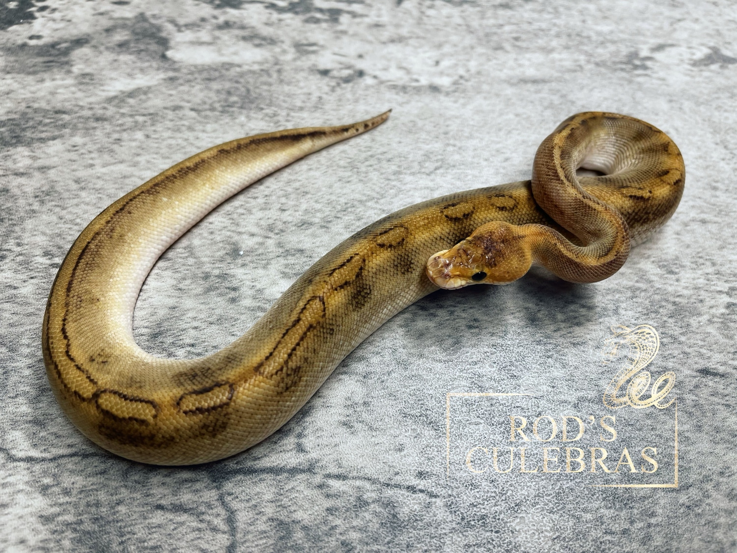 Champagne Ball Python by Rod's Culebras - MorphMarket