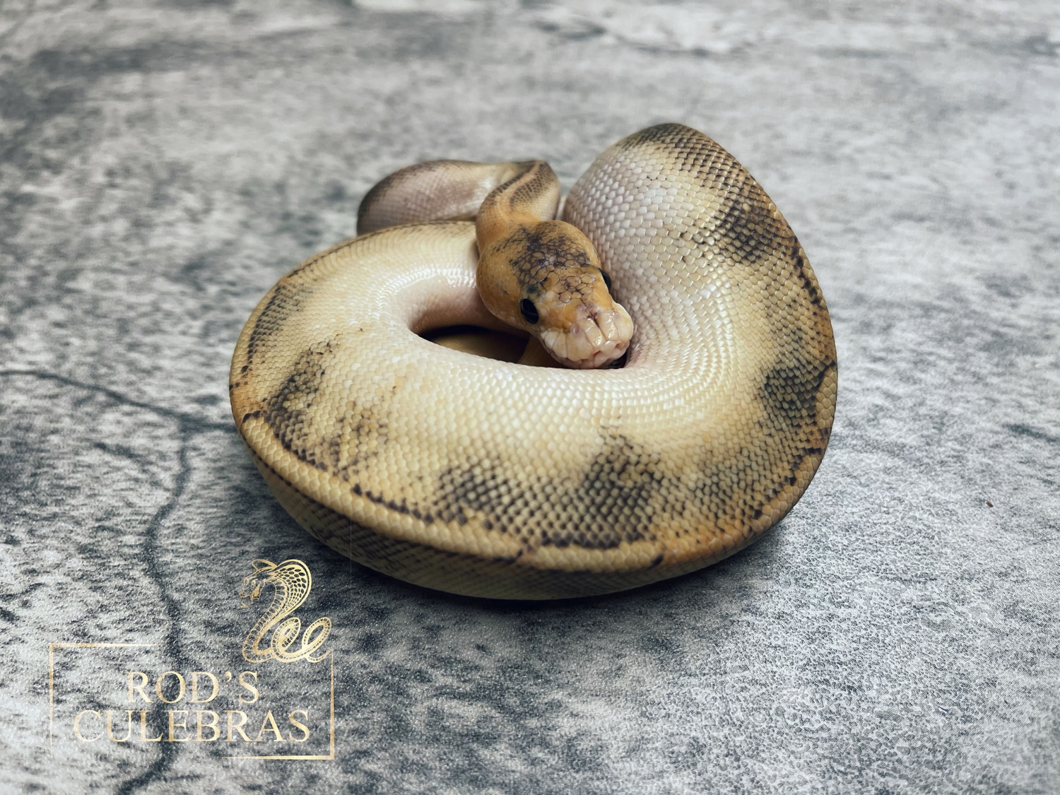 Champagne Ball Python by Rod's Culebras - MorphMarket