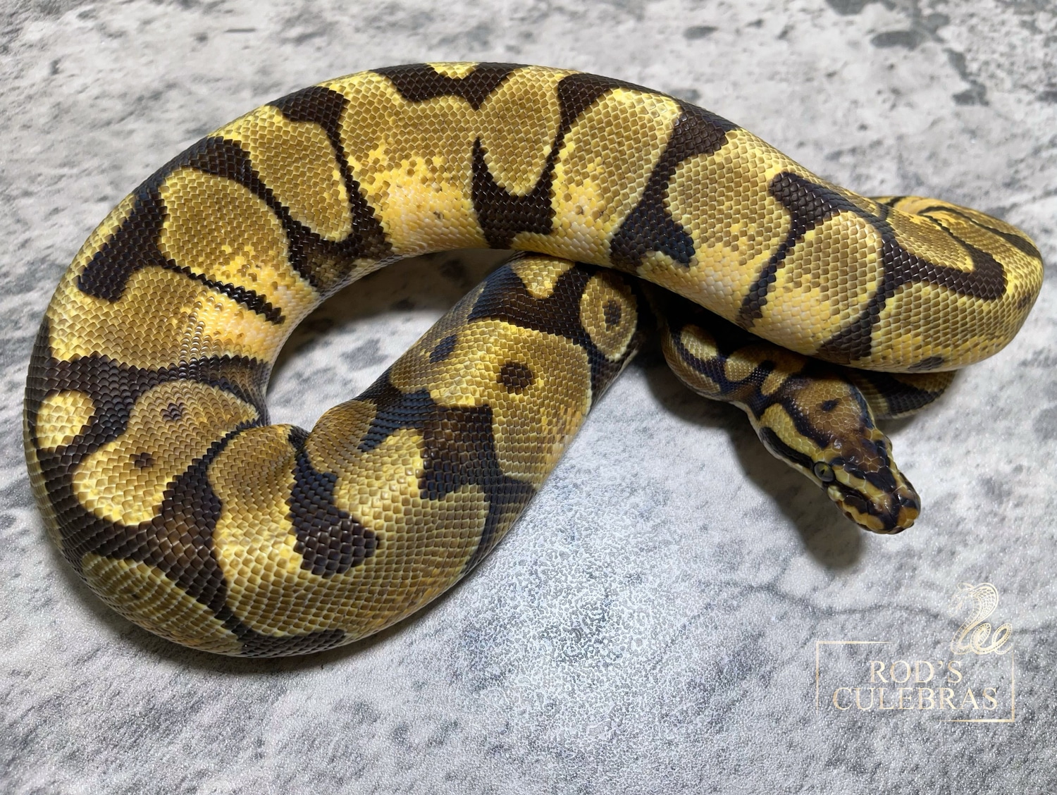 Enchi Spotnose Ball Python by Rod's Culebras - MorphMarket