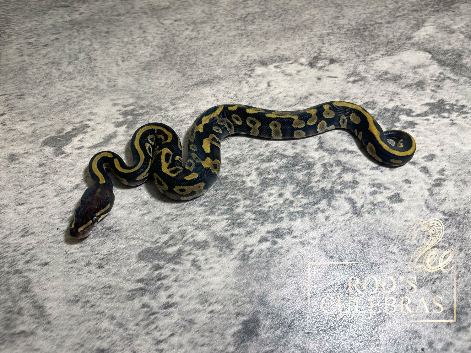 Phantom Leopard Ball Python by Rod's Culebras - MorphMarket