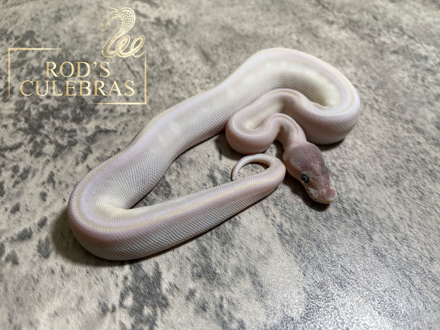 Purple Passion Ball Python by Rod's Culebras - MorphMarket