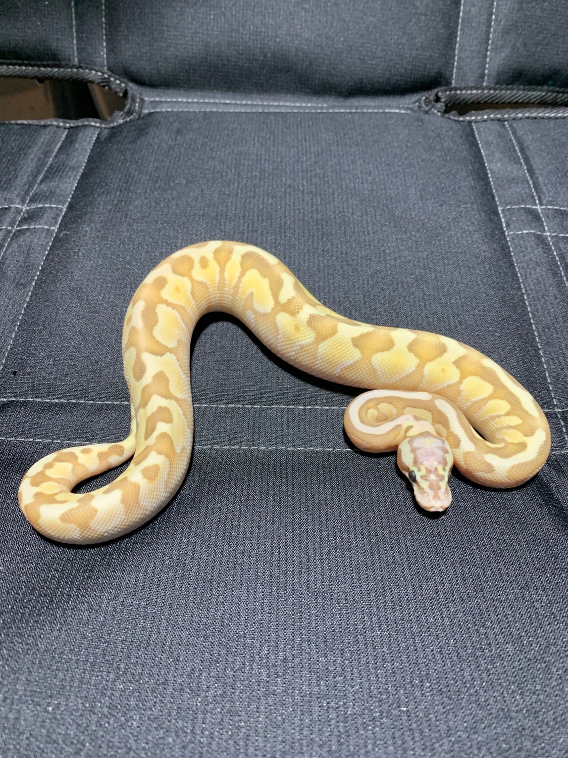 Pastel Banana Spotnose Butter Enchi Het. Ghost 145 Grams Ball Python by