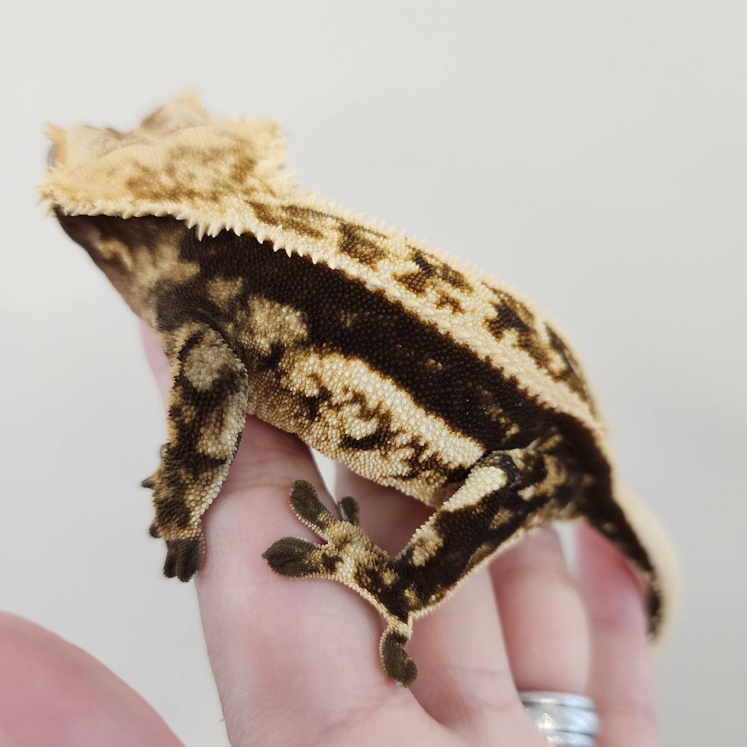 RTB Full Pinstripe Crested Gecko by The Crested Crocodile MorphMarket