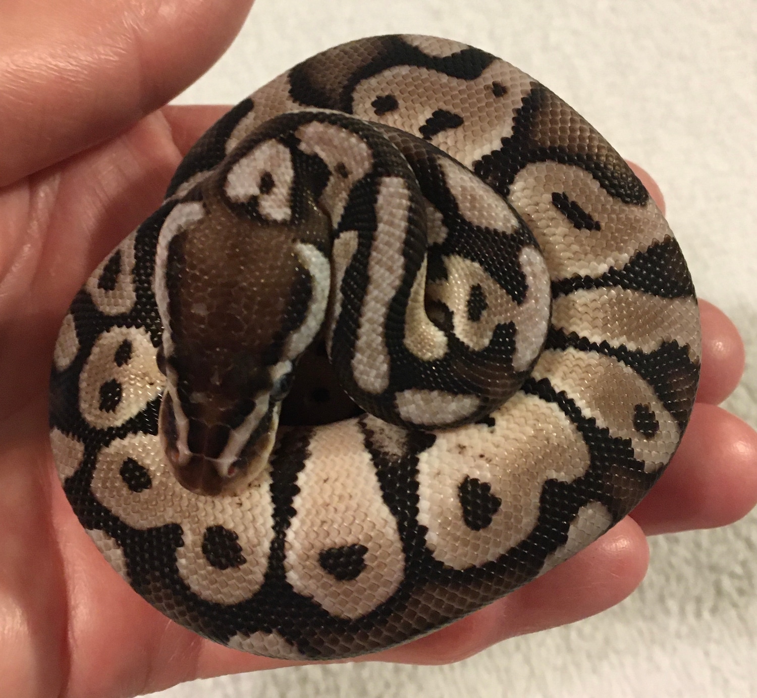 VPI Axanthic Pastel Ball Python by Rodney Atkinson Ball Pythons ...