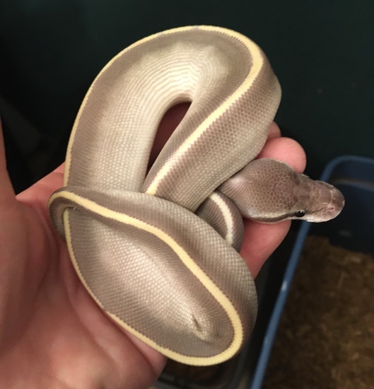 Purple Passion Ball Python by Rodney Atkinson Ball Pythons