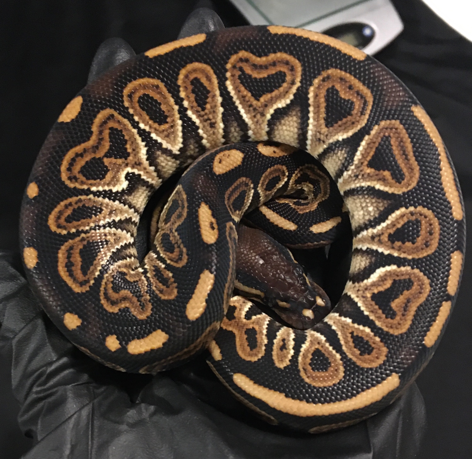 Huffman Het Red Axanthic Ball Python by Rodney Atkinson Ball Pythons ...