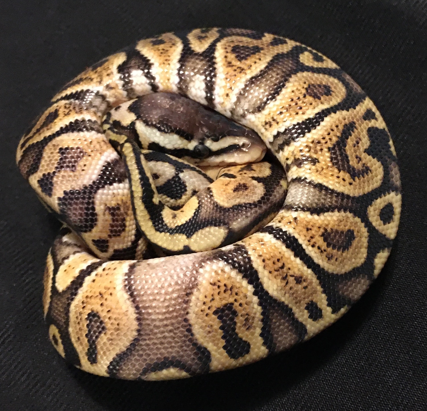 Het VPI Axanthic GHI Pastel Ball Python by Rodney Atkinson Ball Pythons ...