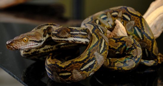Halmahera Female Reticulated Python by Rnb Reptiles