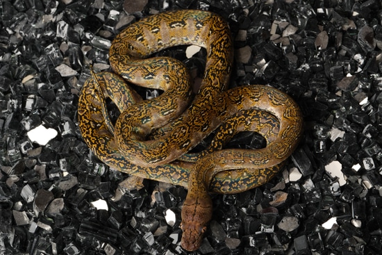 Marble Ternate Jampea Kalatoa Reticulated Python by Rnb Reptiles