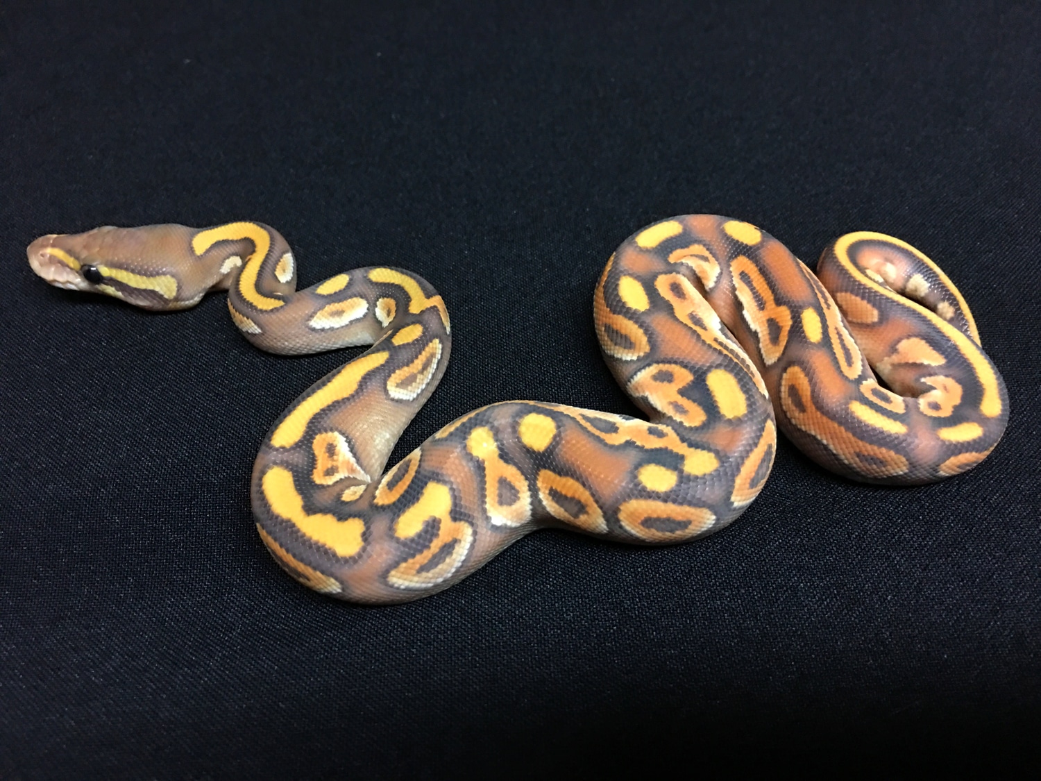 Enchi Black Pastel Mojave Orange Ghost Ball Python by RMsNightstalkers