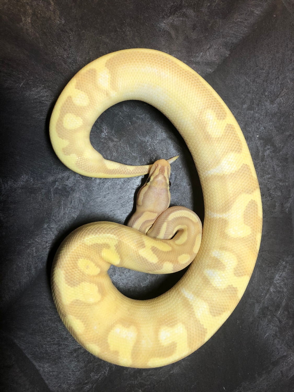 Banana Enchi Butter Yb Ball Python by RMsNightstalkers MorphMarket