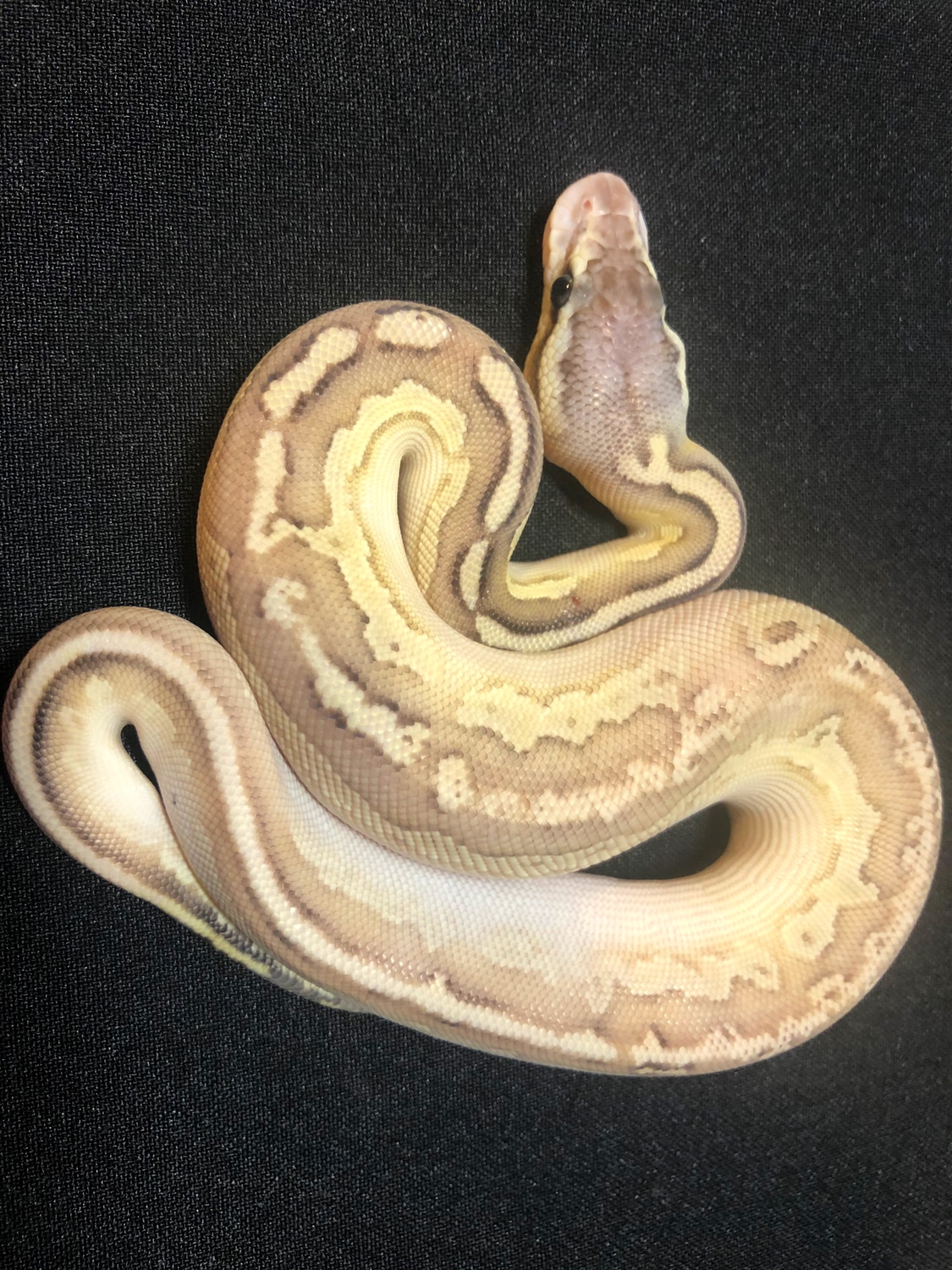 Bongo OD Lesser Pastel Yb Ball Python by RMsNightstalkers MorphMarket