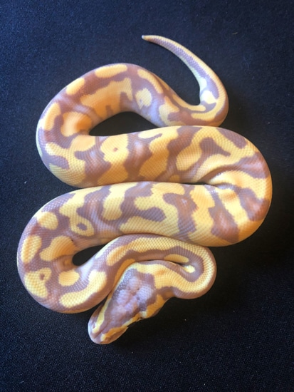 Banana Enchi Yb Pastel Pos Het Clown Ball Python by RMsNightstalkers