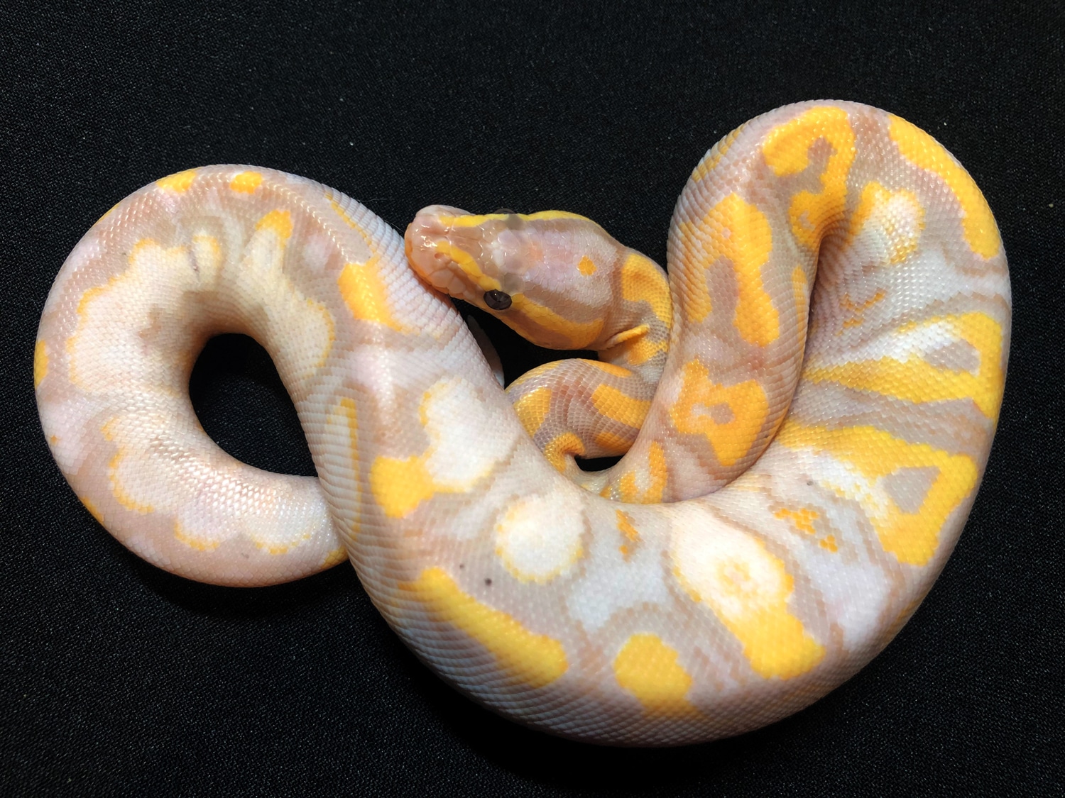 Pastel Calico Spider Ball Python Banana Enchi Calico Pastel Vanilla Yb Ball Python by RMsNightstalkers ...