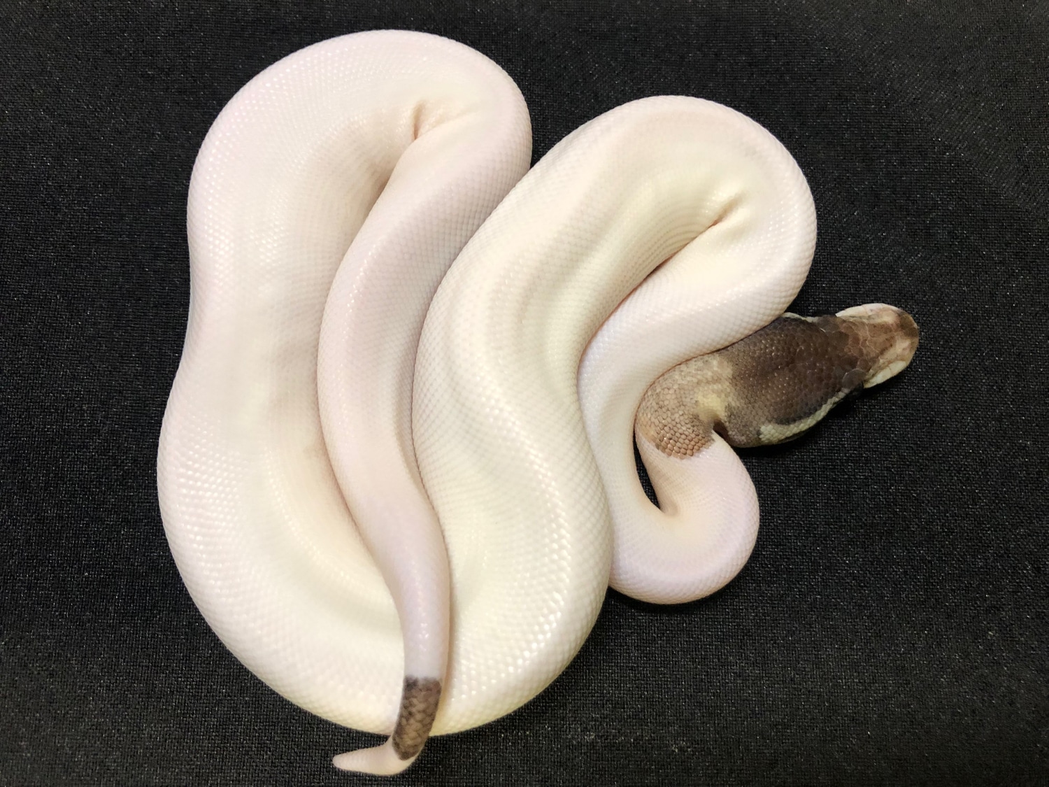 Pied Cinnamon Ball Python by RMsNightstalkers - MorphMarket
