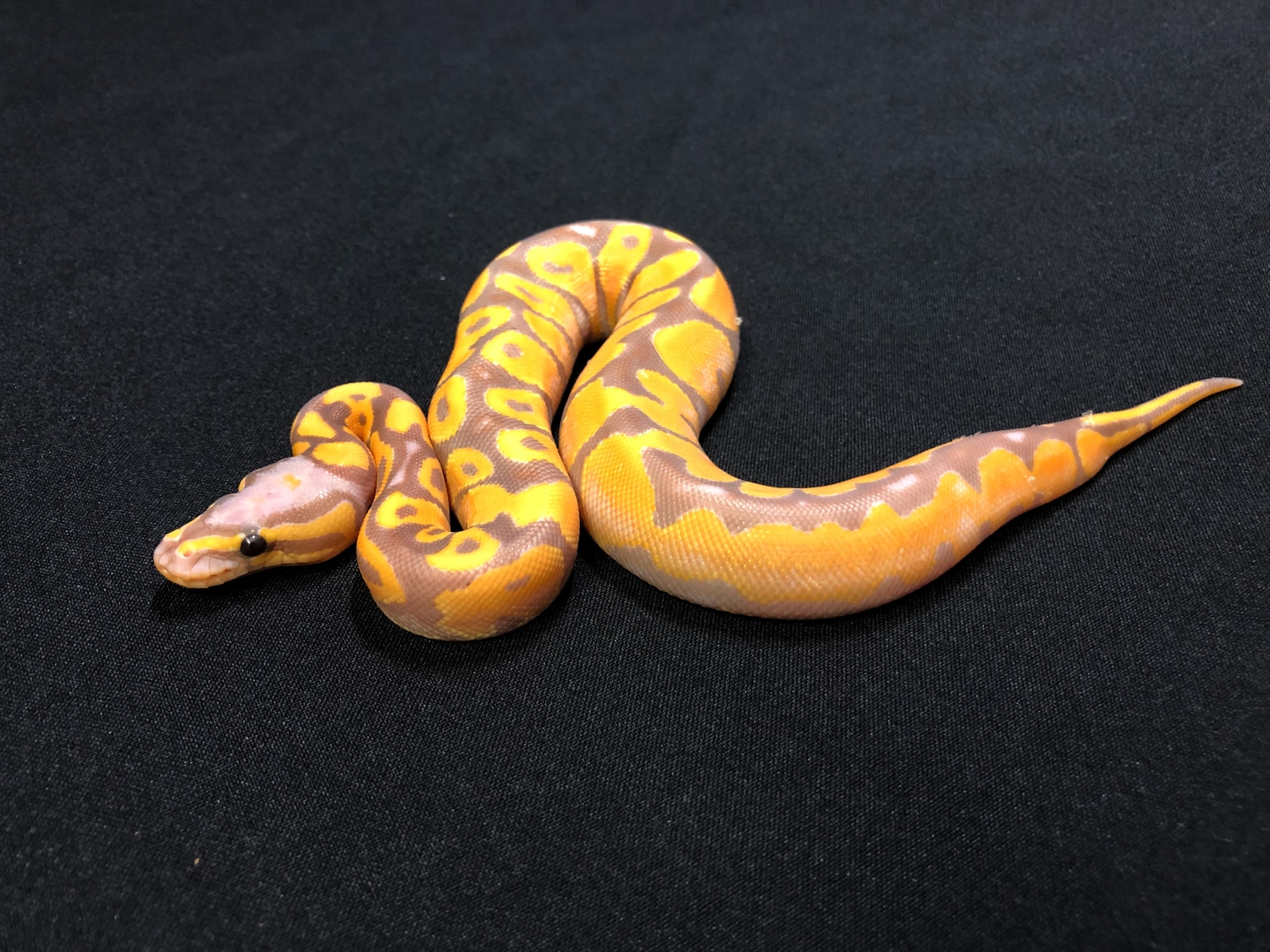 Orange Dream Banana Bongo Ghi Vanilla Ball Python by RMsNightstalkers