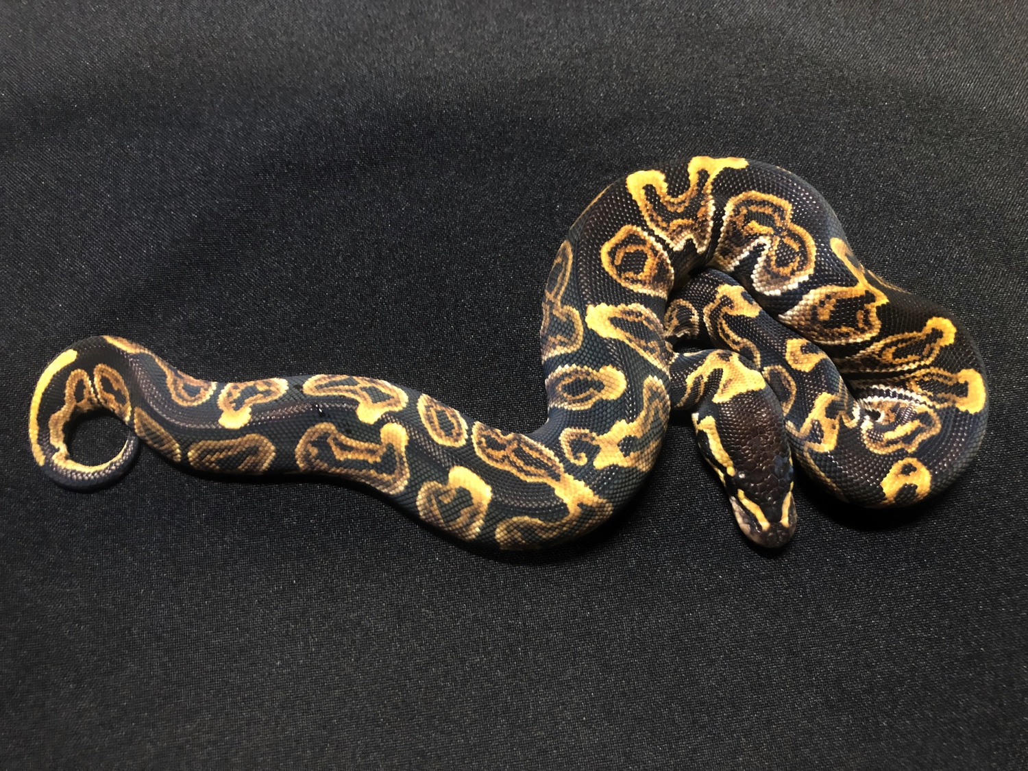 Bongo Ghi Ball Python by RMsNightstalkers MorphMarket