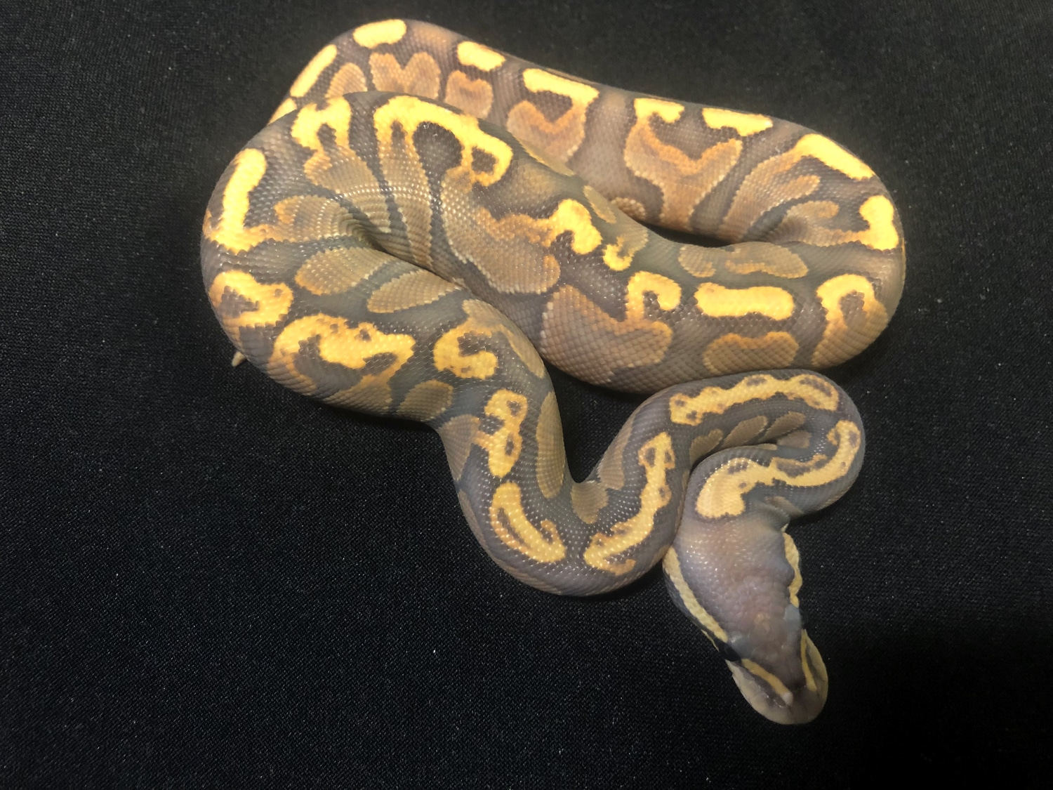 Ghi Black Pastel Enchi Ghost 2 Ball Python by RMsNightstalkers