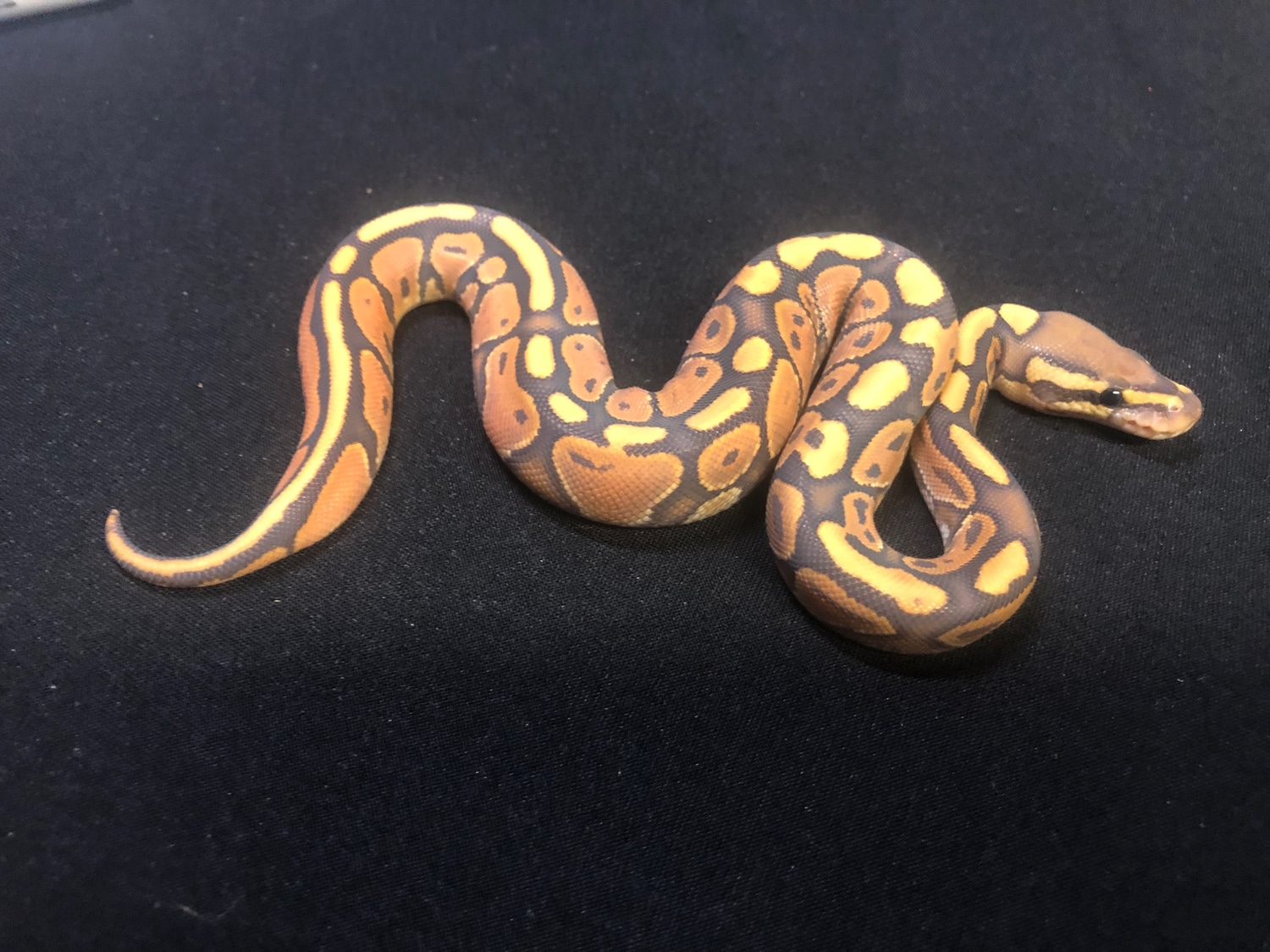 Mojave Black Pastel Enchi Ghost Ball Python by RMsNightstalkers