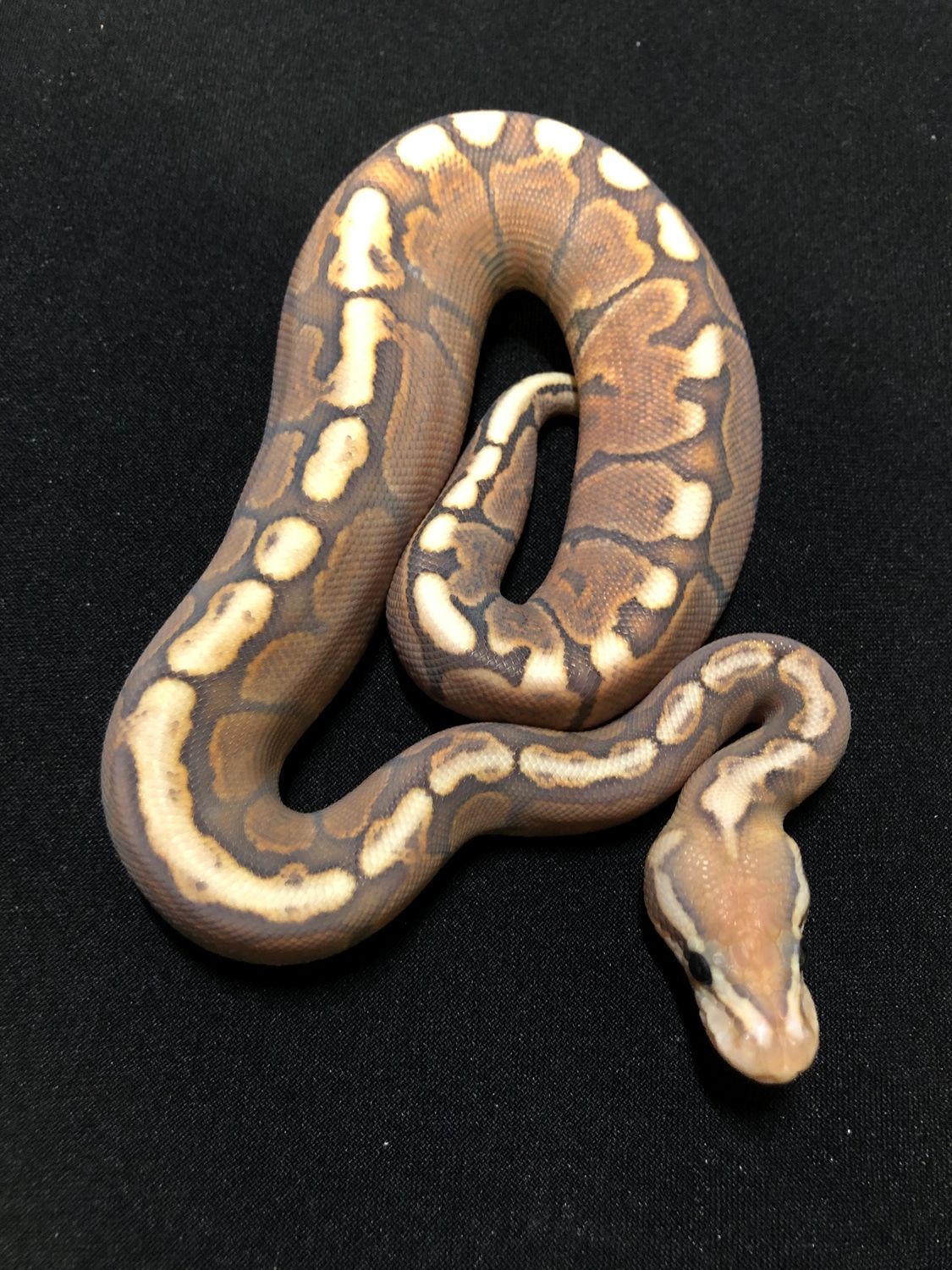 Ghi Black Pastel Spider Ghost Ball Python by RMsNightstalkers - MorphMarket