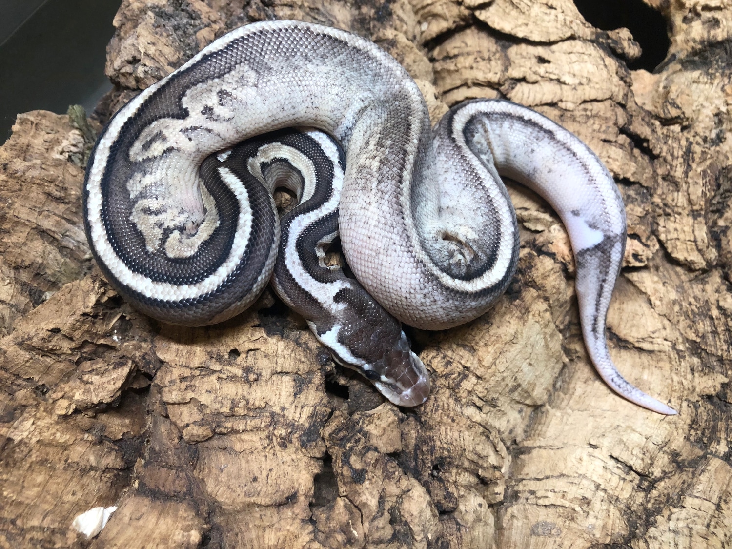 Cinnamon Mojave Yb Het Pied Ball Python by RMsNightstalkers - MorphMarket