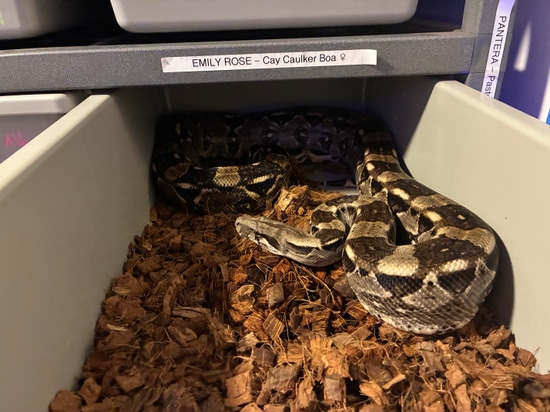 Cay Caulker Dwarf Boa Boa Constrictor by Roebuck Reptiles LLC