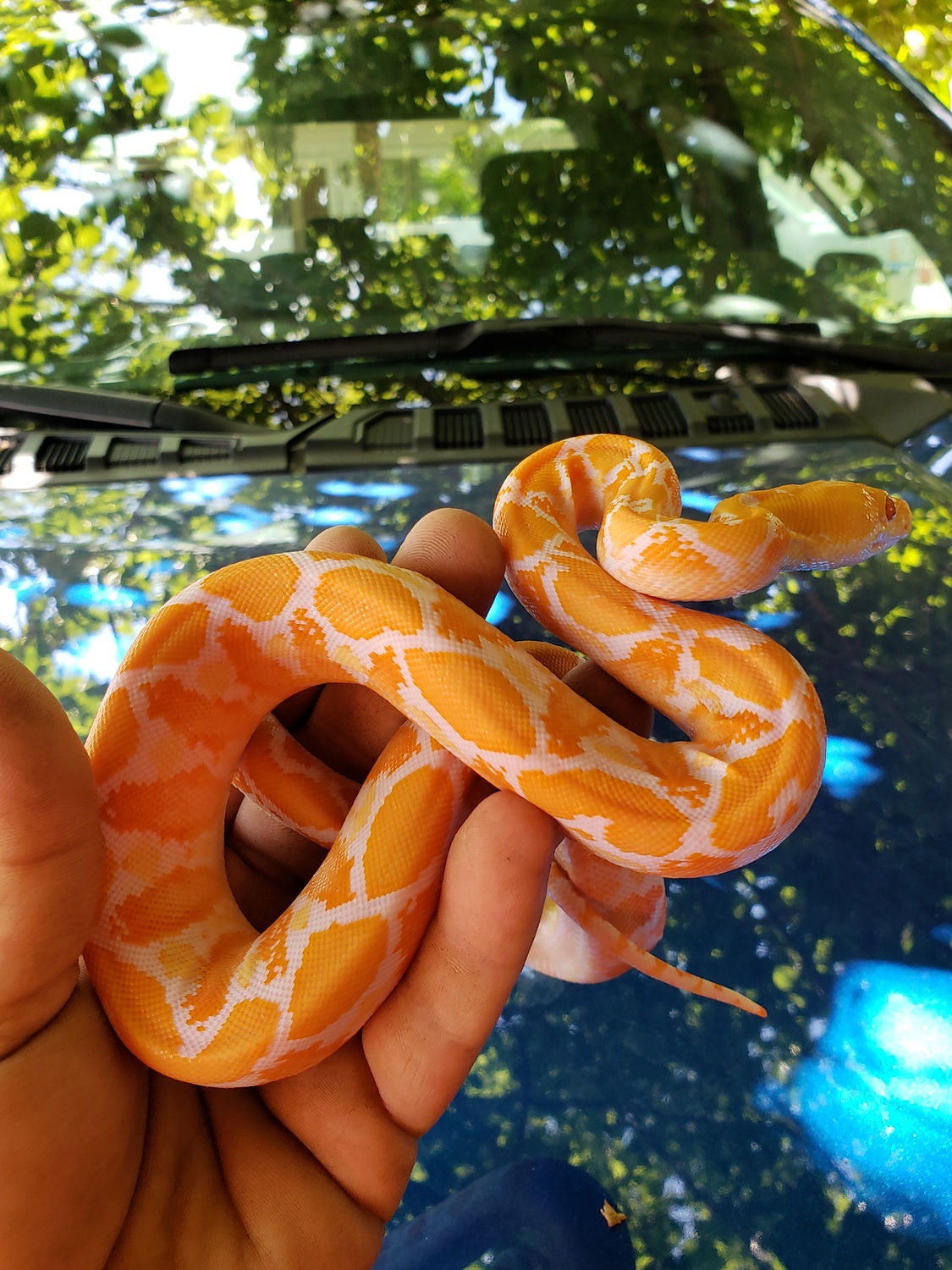White Reticulated Python by Tick Reptiles - MorphMarket