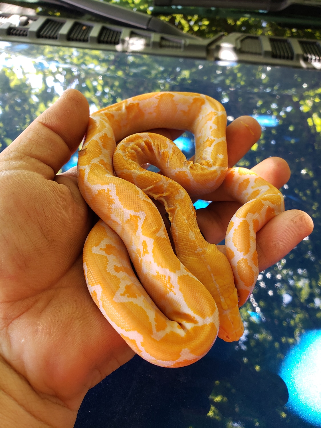 White Reticulated Python by Tick Reptiles - MorphMarket