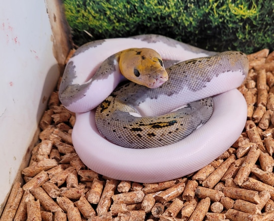 Pied Tiger Pos Het Albino Reticulated Python by R.O.G Reptiles