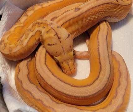 R.O.G Reptiles - MorphMarket