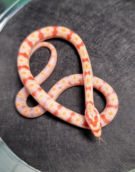 Extreme Reverse Okatee Corn Snake by R.O.G Reptiles