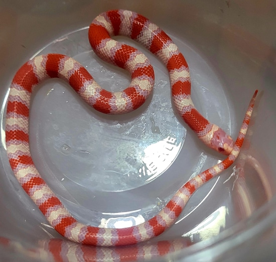 Albino Ruthvens Kingsnake Ruthven's Kingsnake by R.O.G Reptiles