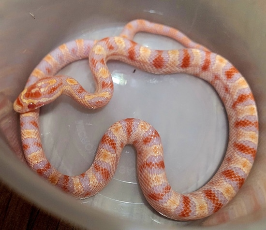 Extreme Reverse Okatee Corn Snake by R.O.G Reptiles