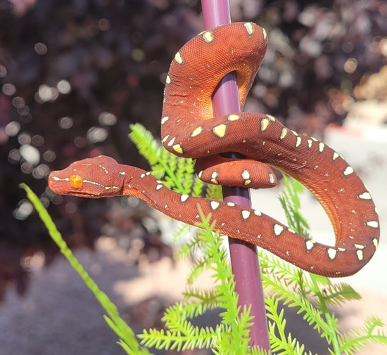 Uscbb Red Jayapura Gtp Green Tree Python by R.O.G Reptiles
