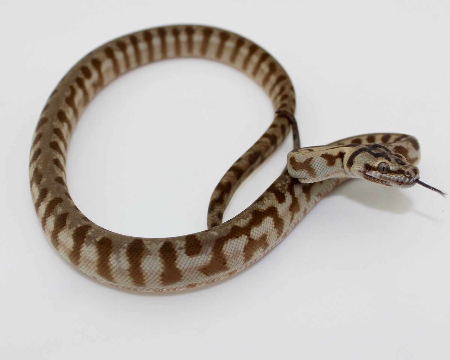 2022 Female Caramel Jag Coastal Carpet Python by Rogue-Reptiles ...